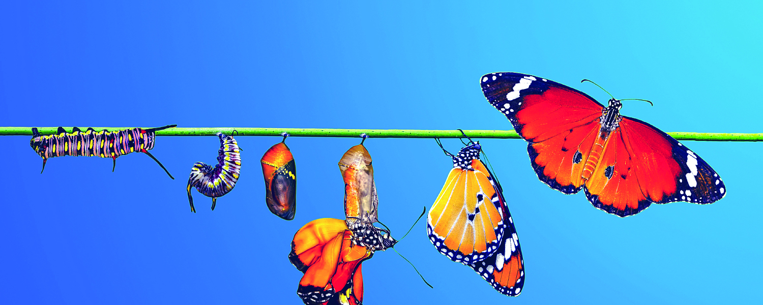 The different stages of metamorphosis from a caterpillar to a butterfly