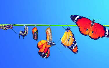 The different stages of metamorphosis from a caterpillar to a butterfly