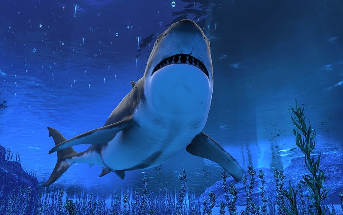 Upward view of great white shark underwater