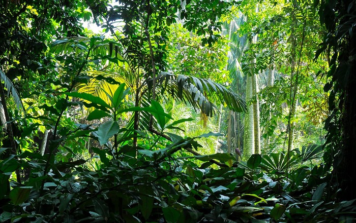 Jungle scenery