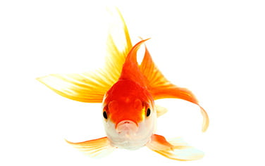Goldfish close up isolated on white background
